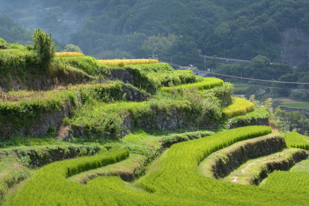 f:id:greengreengrass:20160907071939j:plain f:id:greengreengrass:20160907071939j:plain