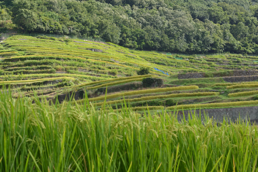 f:id:greengreengrass:20160907073018j:plain f:id:greengreengrass:20160907073018j:plain