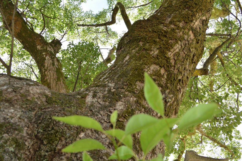 f:id:greengreengrass:20160907082006j:plain f:id:greengreengrass:20160907082006j:plain