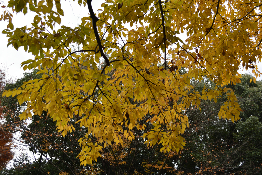 f:id:greengreengrass:20161120093402j:plain