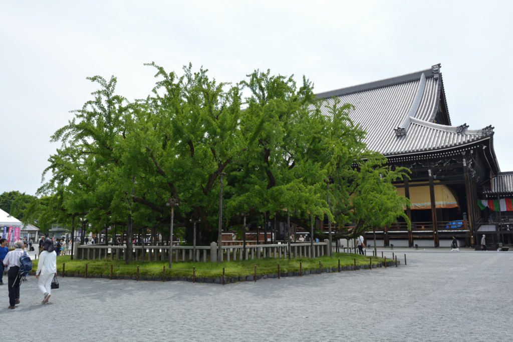 f:id:greengreengrass:20170522101828j:plain f:id:greengreengrass:20170522101828j:plain