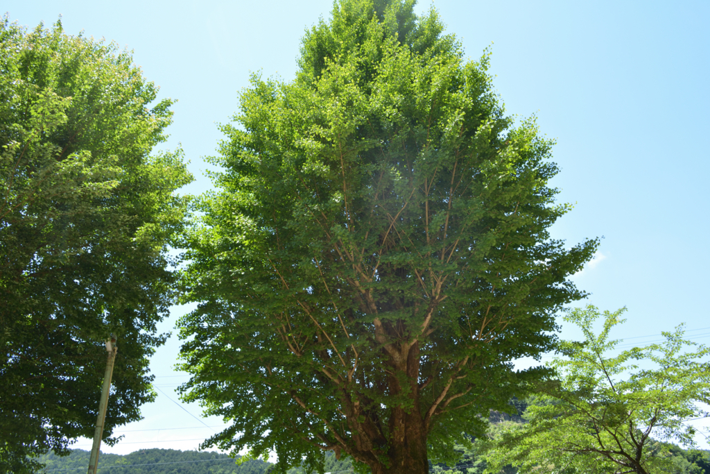 f:id:greengreengrass:20170618155621j:plain f:id:greengreengrass:20170618155621j:plain