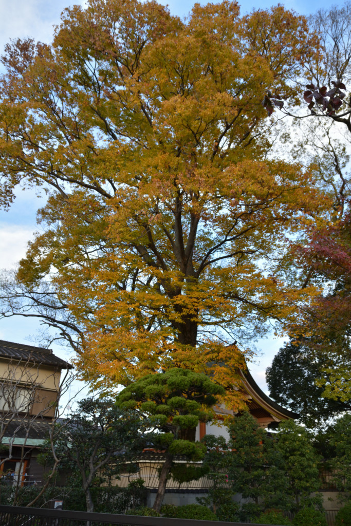 f:id:greengreengrass:20171126123935j:plain