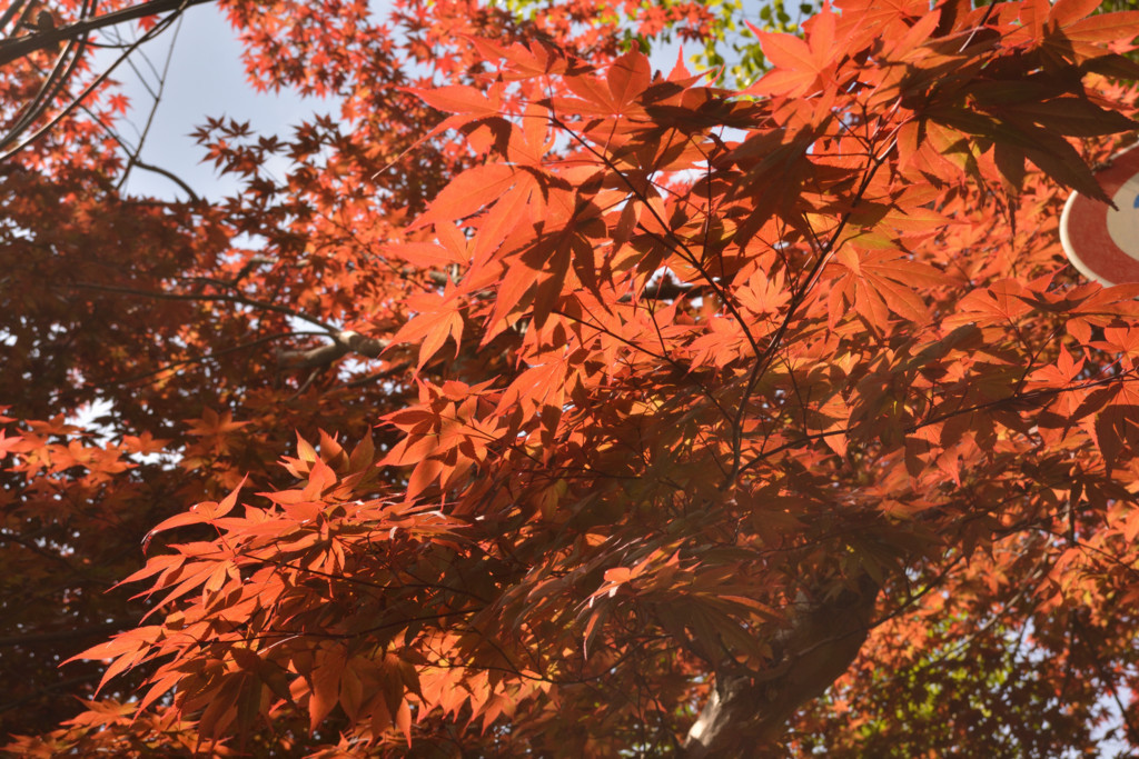 f:id:greengreengrass:20180511181529j:plain