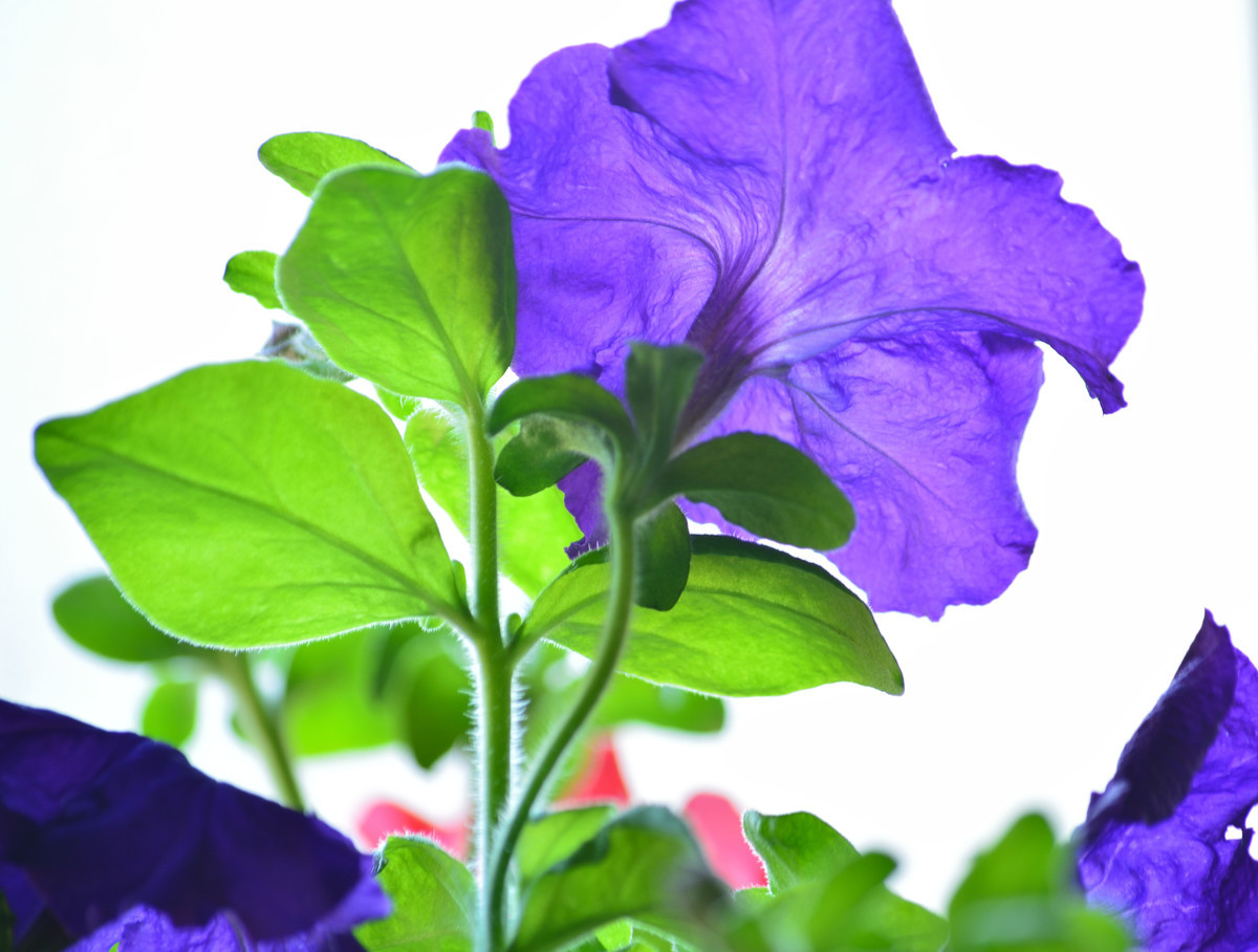 f:id:greengreengrass:20190420173745j:plain f:id:greengreengrass:20190420173745j:plain
