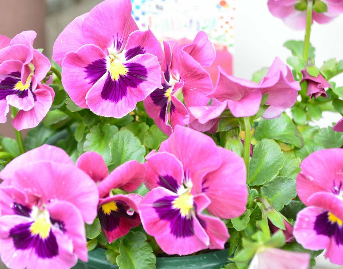 f:id:greengreengrass:20190501110726j:plain f:id:greengreengrass:20190501110726j:plain