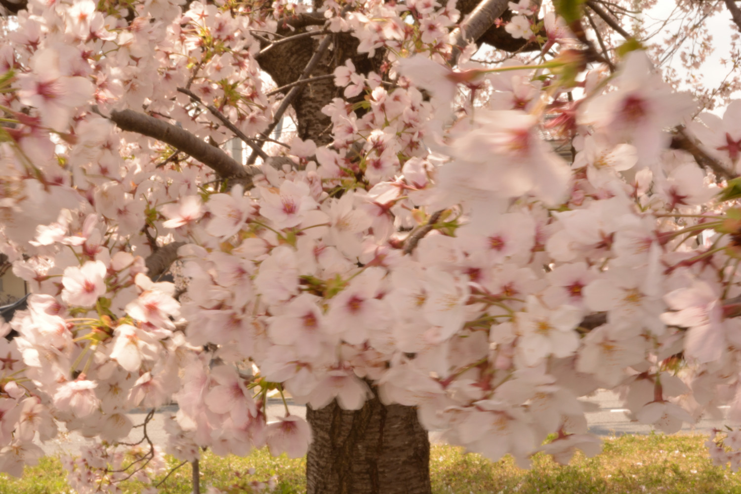 f:id:greengreengrass:20200406170931j:plain