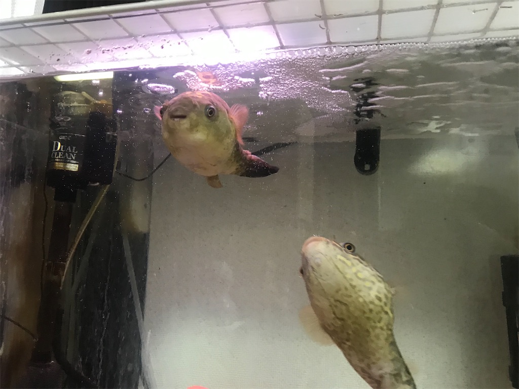 ミドリフグとは 動植物の人気 最新記事を集めました はてな ミドリフグとは 動植物の人気 最新記事を集めました はてな
