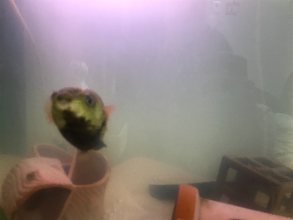 f:id:greenhugu:20210812220050j:image