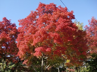 f:id:greenlife5050:20131119104215j:plain f:id:greenlife5050:20131119104215j:plain