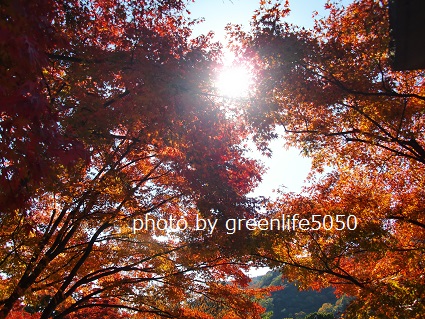 f:id:greenlife5050:20131119105155j:plain f:id:greenlife5050:20131119105155j:plain