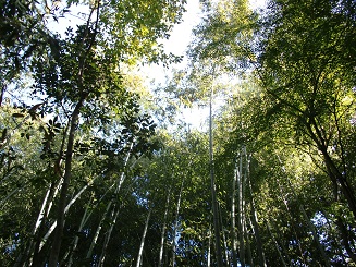 f:id:greenlife5050:20131119110237j:plain f:id:greenlife5050:20131119110237j:plain