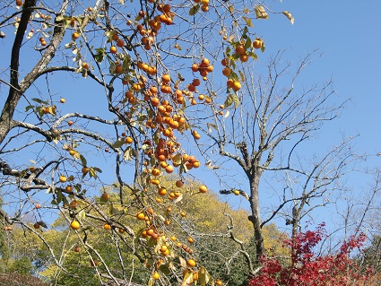 f:id:greenlife5050:20131119113147j:plain f:id:greenlife5050:20131119113147j:plain