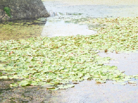 f:id:greenlife5050:20160907135921j:plain f:id:greenlife5050:20160907135921j:plain