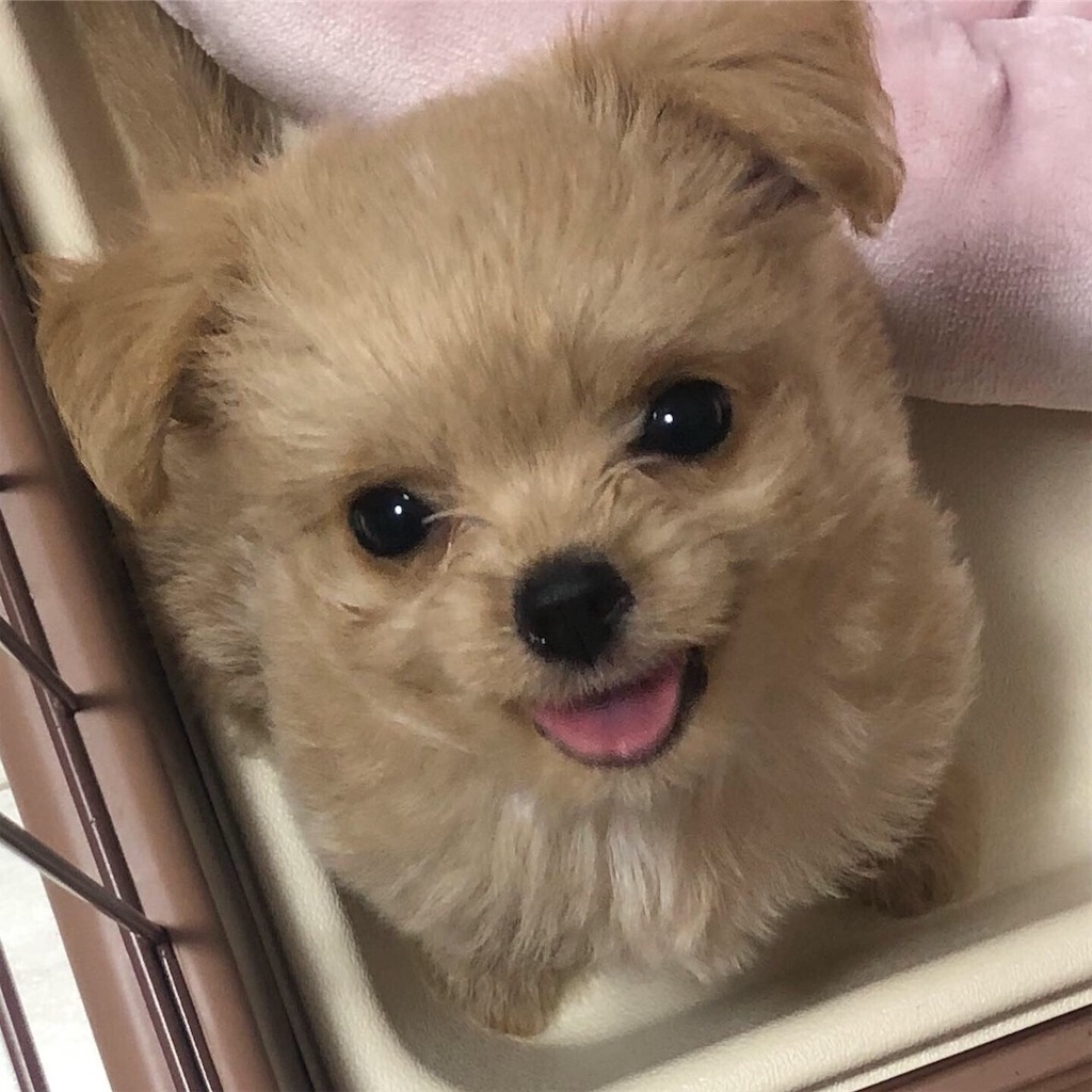 f:id:greenlucky:20190919091118j:image f:id:greenlucky:20190919091118j:image