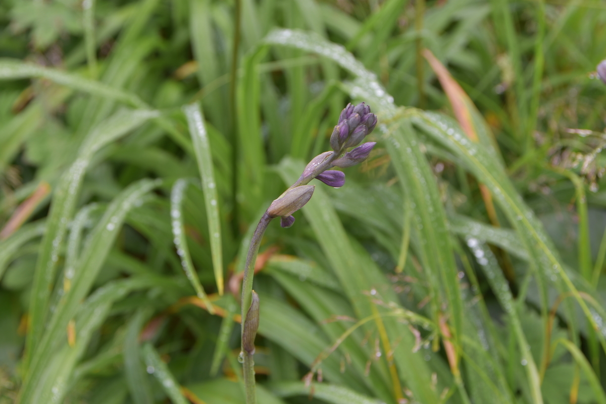 f:id:greenpeak-guide:20200831001852j:plain