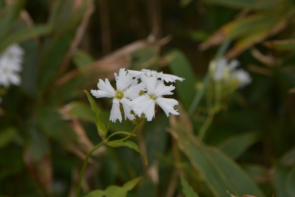 f:id:greenpeak-guide:20200831004107j:plain