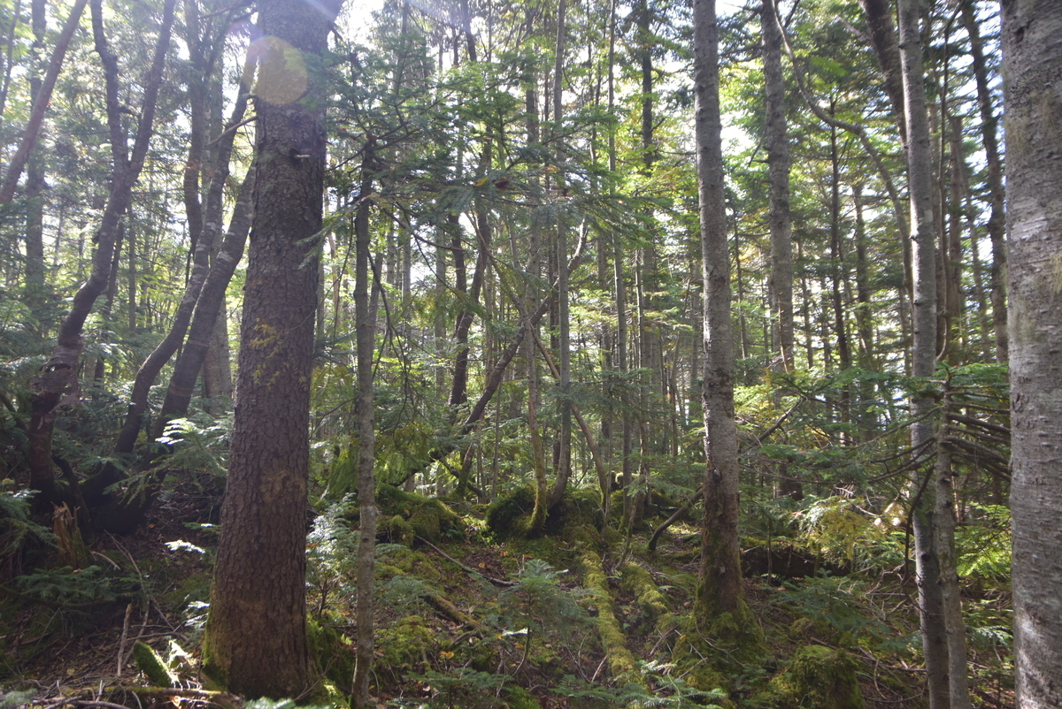 f:id:greenpeak-guide:20201228224251j:plain