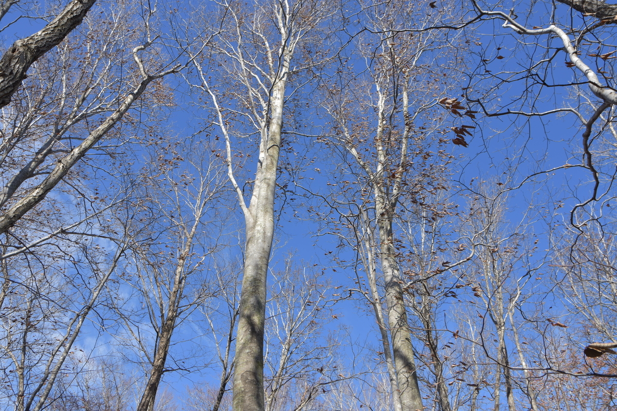 f:id:greenpeak-guide:20210416225840j:plain