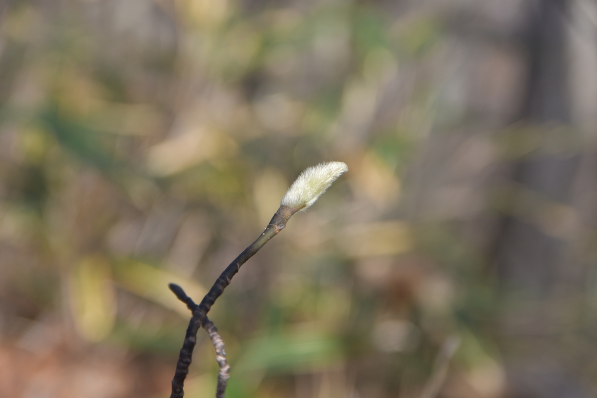 f:id:greenpeak-guide:20210416230140j:plain