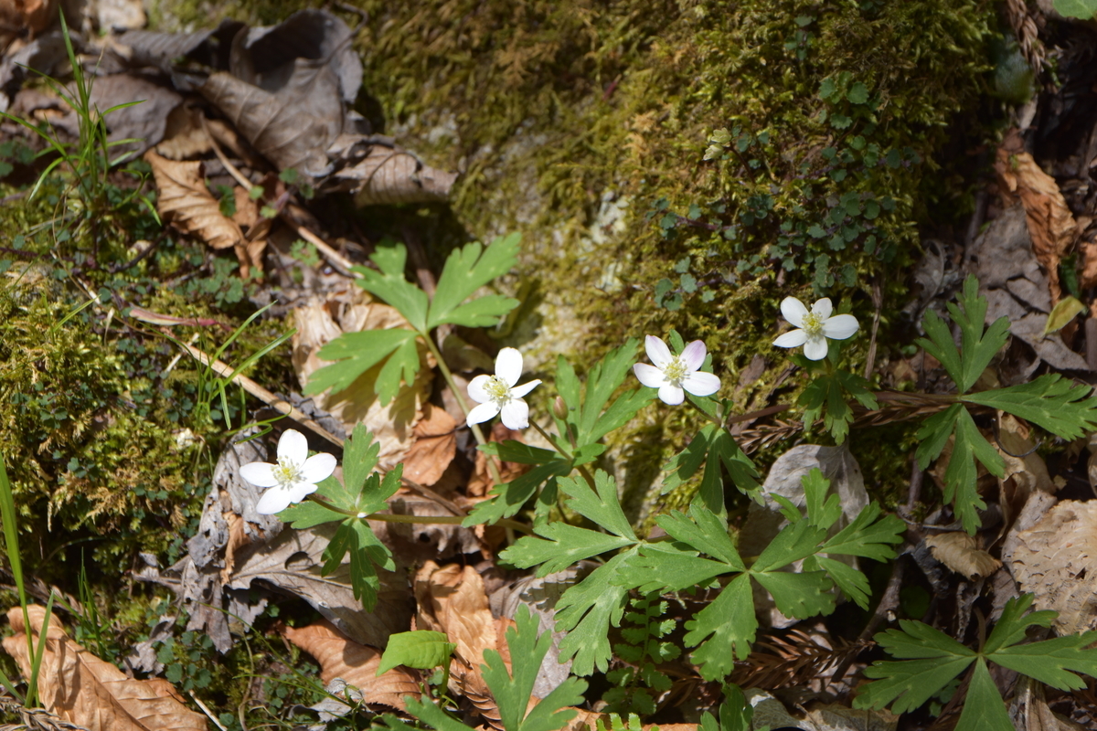 f:id:greenpeak-guide:20210608230830j:plain