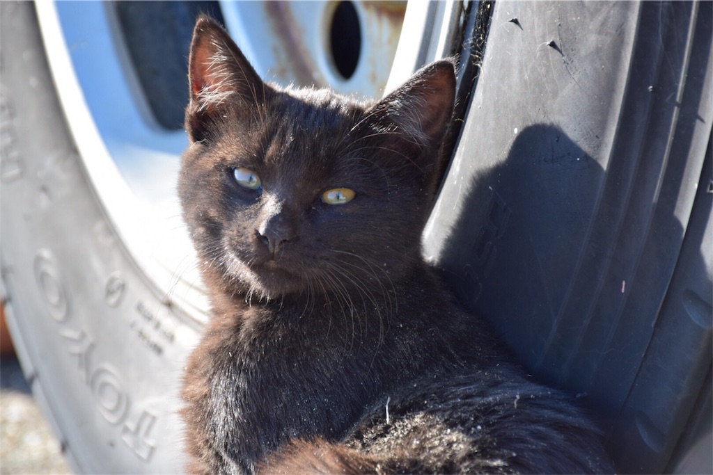 f:id:greentea-NA:20161129164823j:image f:id:greentea-NA:20161129164823j:image