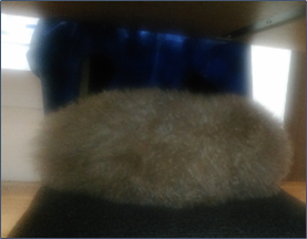 f:id:greenupf:20190505152805p:plain