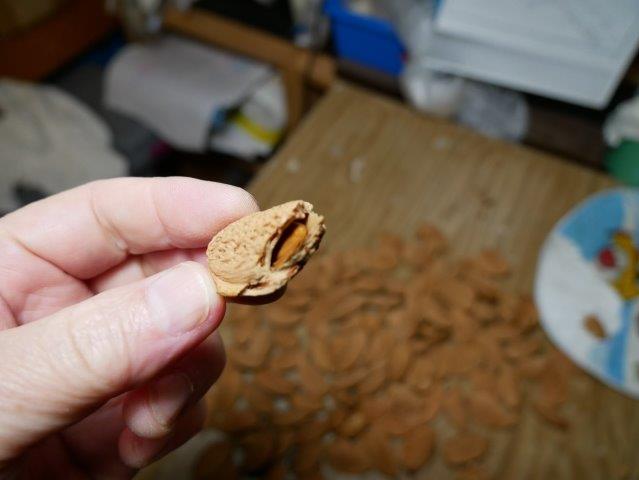 アーモンドを割って食べてみた Greenwoodwork Life アーモンドを割って食べてみた Greenwoodwork Life