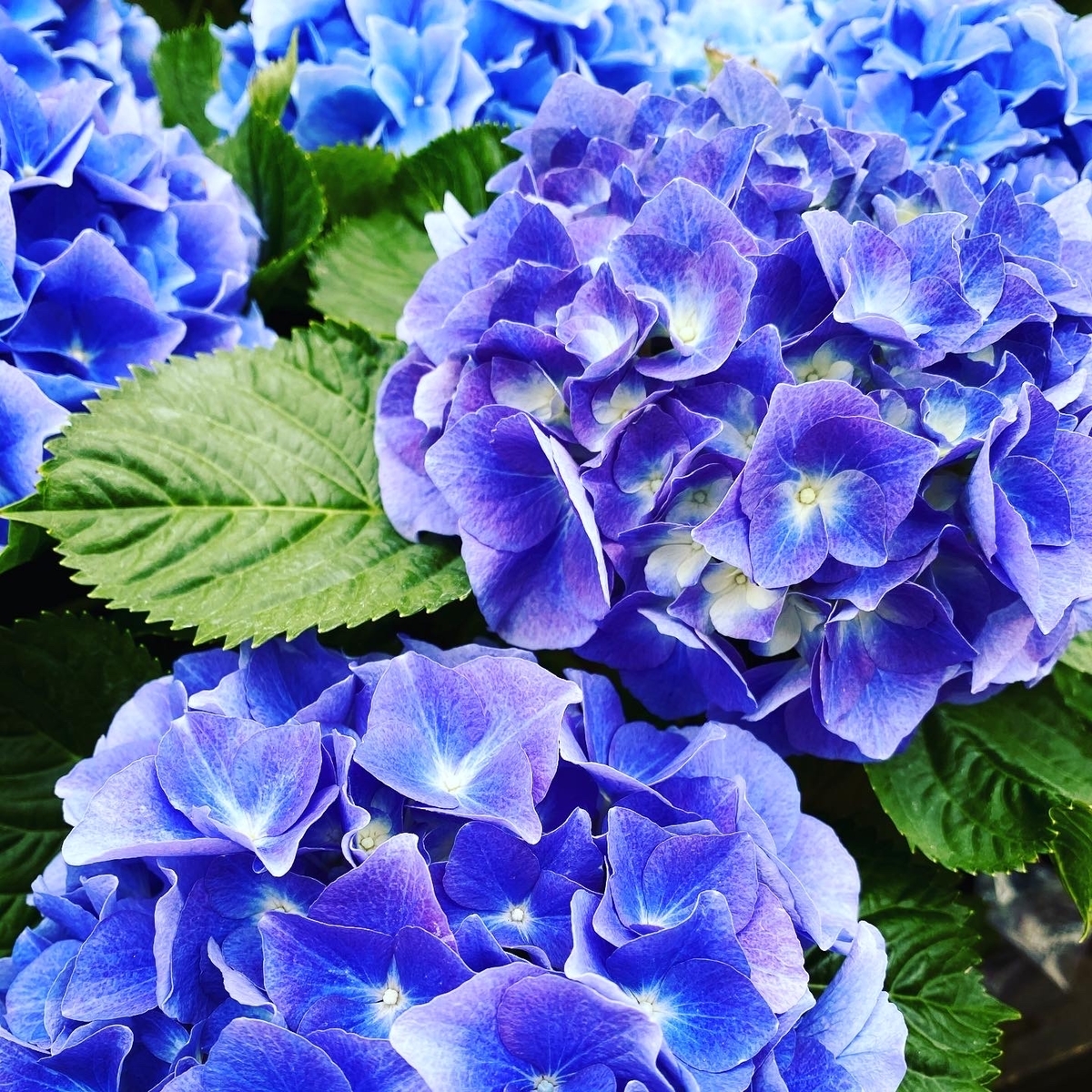 f:id:gridGraphic:20200419181313j:plain f:id:gridGraphic:20200419181313j:plain