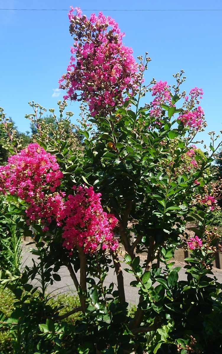 f:id:griffinavenue:20190813200832j:plain f:id:griffinavenue:20190813200832j:plain