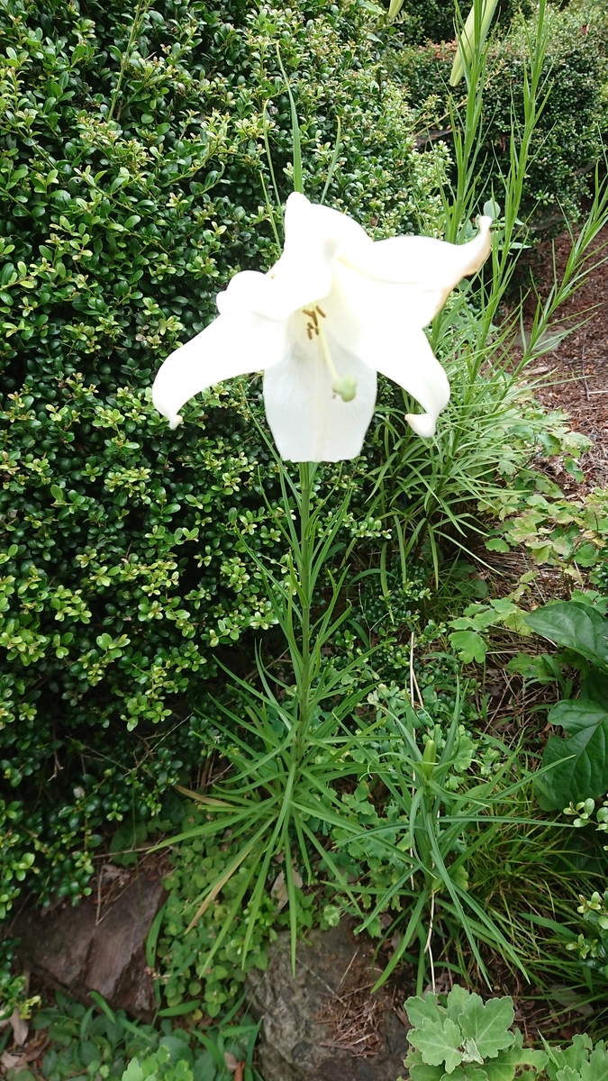 f:id:griffinavenue:20190818001054j:plain