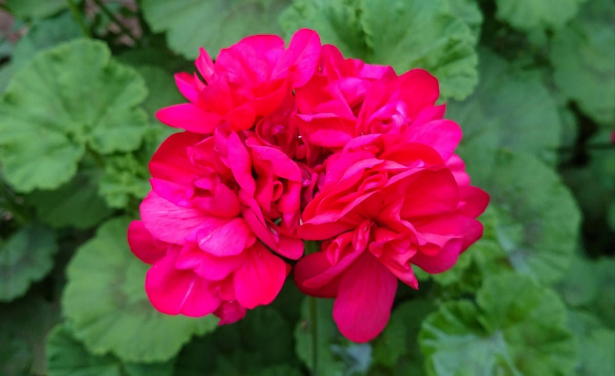 f:id:griffinavenue:20200507103408j:plain