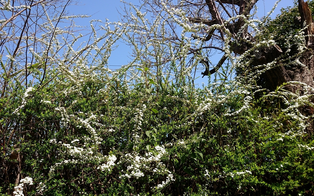 f:id:griffinavenue:20210313125028j:plain