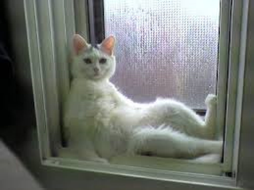 f:id:griffinavenue:20210314110510j:plain