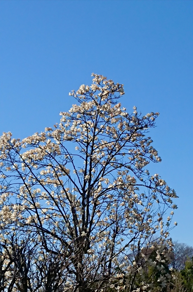 f:id:griffinavenue:20210314110559j:plain