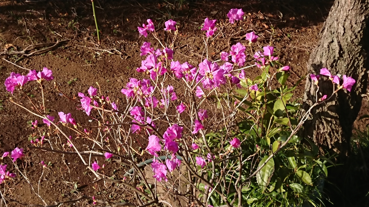 f:id:griffinavenue:20210318174307j:plain