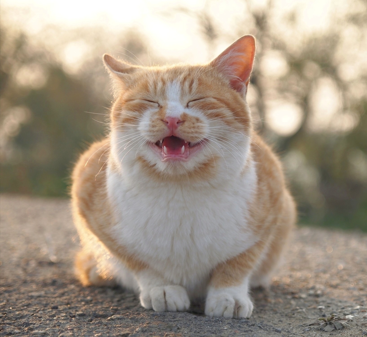 f:id:griffinavenue:20210320200657j:plain