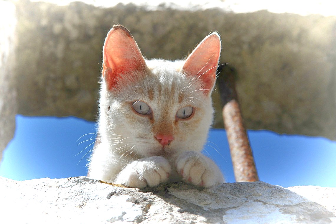 f:id:griffinavenue:20210518181821j:plain