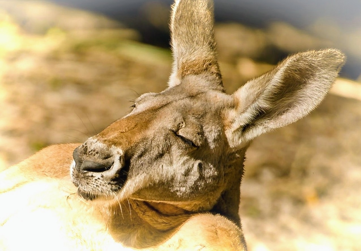 f:id:griffinavenue:20220204220132j:plain