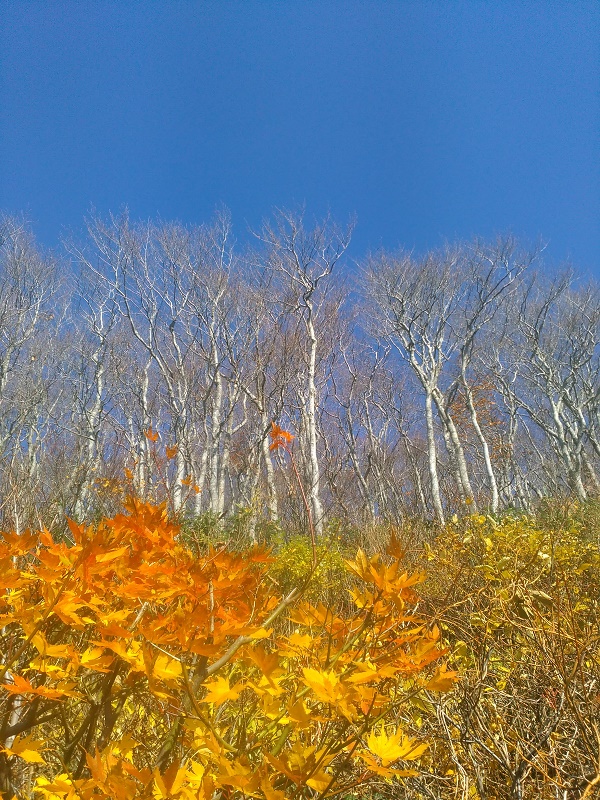 f:id:grikon716:20171105045934j:plain