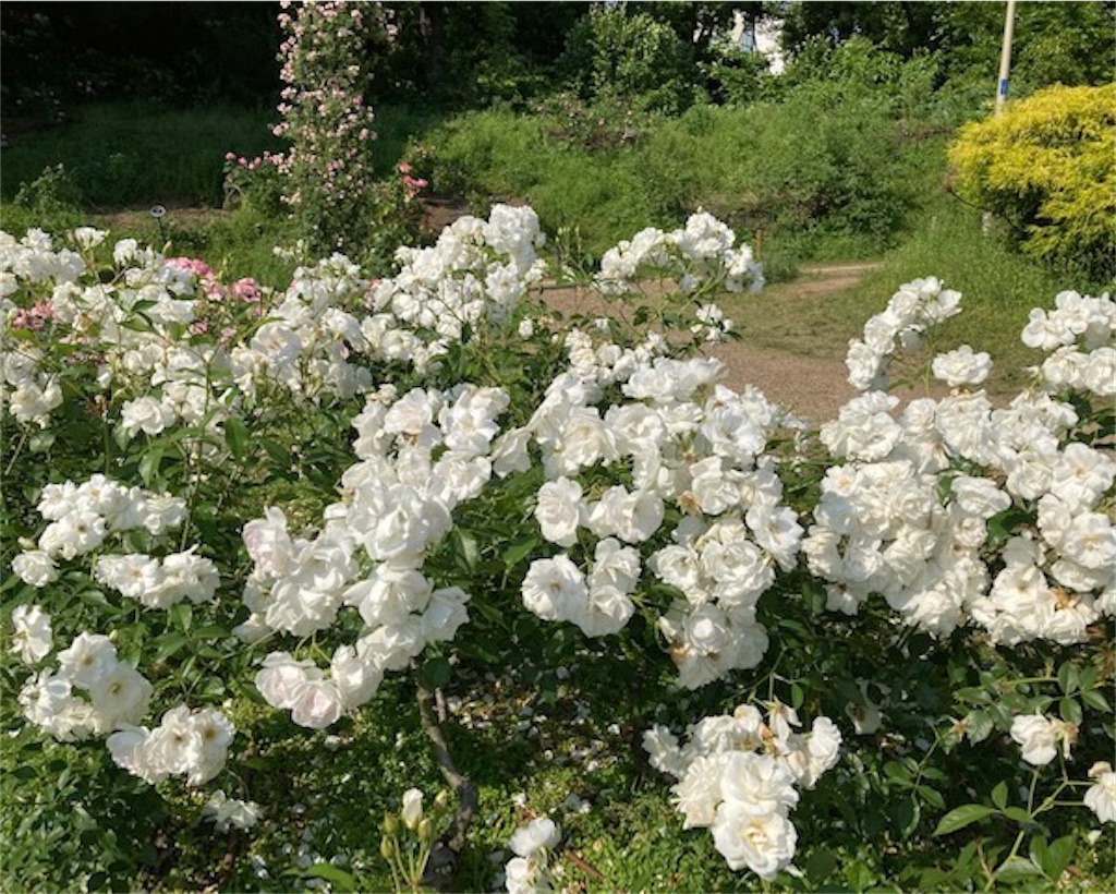 f:id:grin21:20220525235406j:image