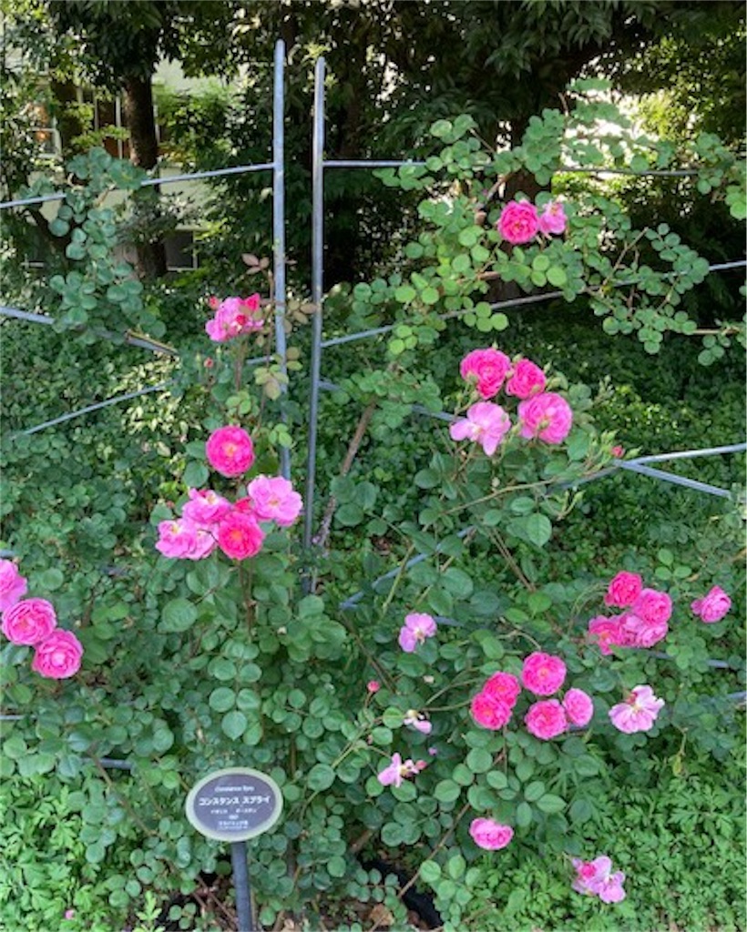 f:id:grin21:20220525235429j:image