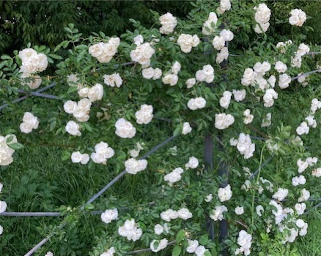 f:id:grin21:20220525235431j:image