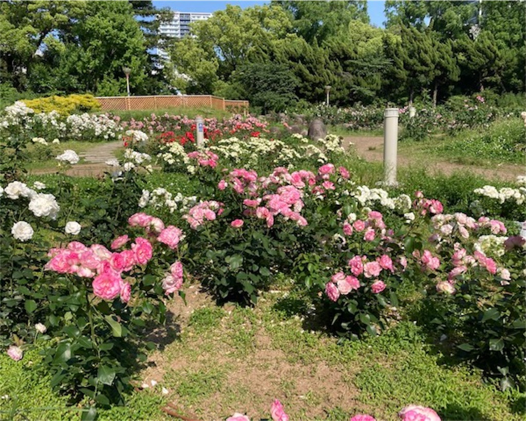 f:id:grin21:20220525235434j:image