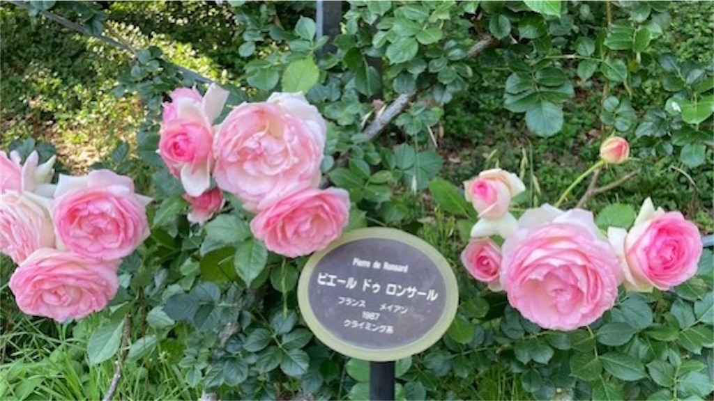 f:id:grin21:20220525235602j:image