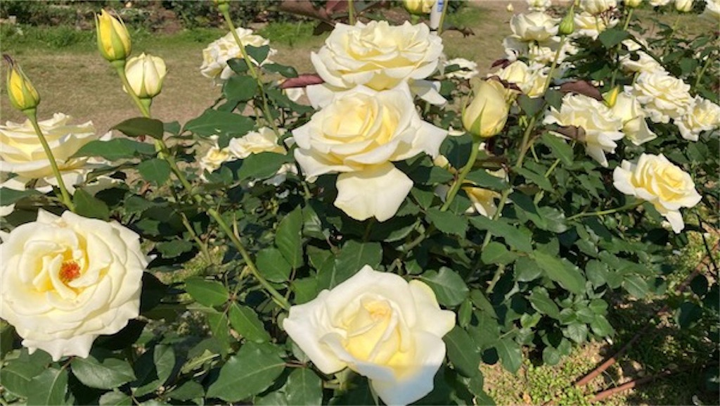 f:id:grin21:20220525235605j:image