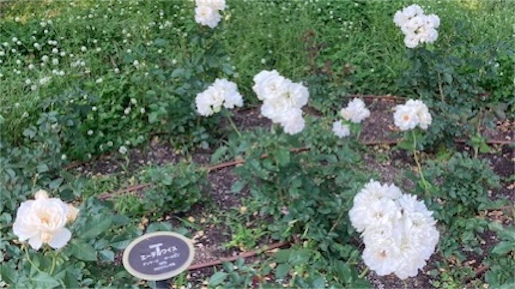 f:id:grin21:20220526152001j:image