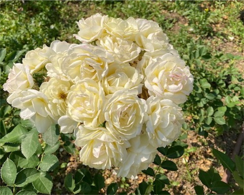 f:id:grin21:20220526152018j:image