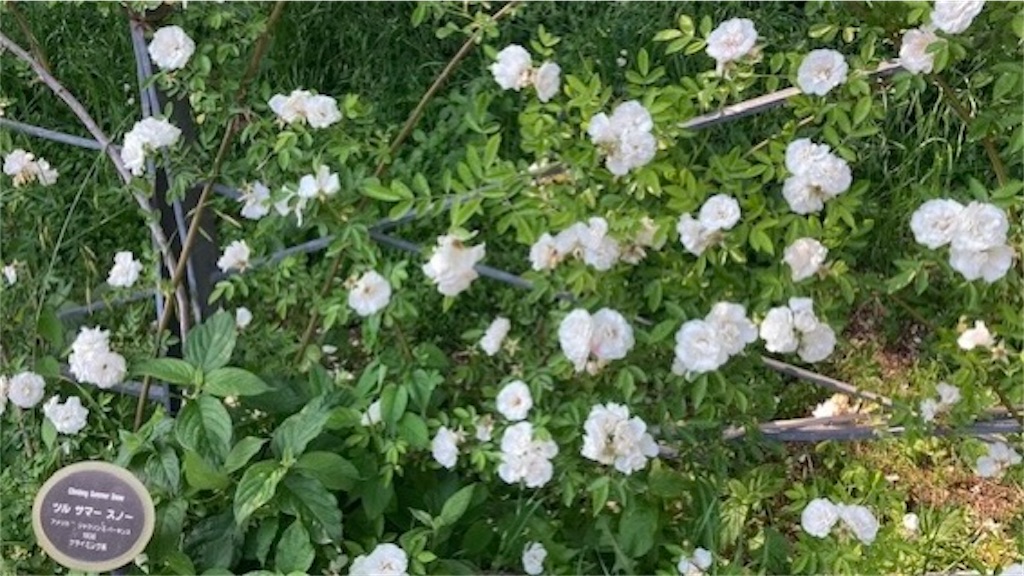 f:id:grin21:20220526154647j:image