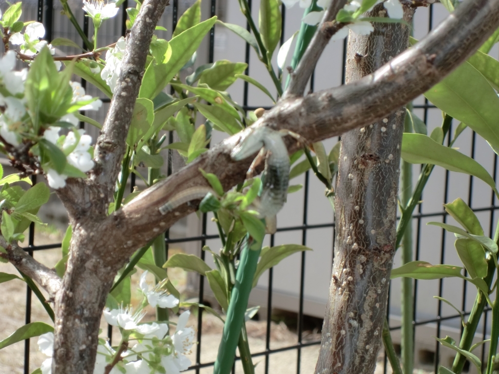 f:id:grk1:20180330114841j:plain